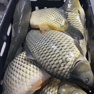 Cá Chép ( đã làm sạch nguyên con , cắt khúc nếu cá to  , hút chân không )